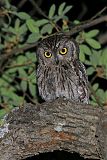 Western Screech-Owl